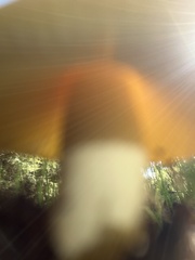 Amanita xanthocephala