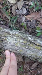 Chrysothrix candelaris