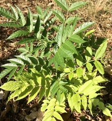 Fraxinus excelsior
