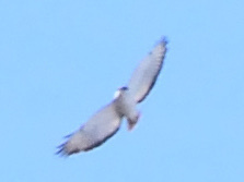 Buteo augur