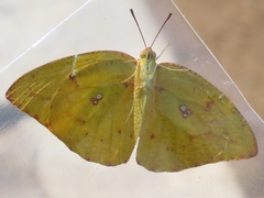 Catopsilia florella