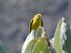 Serinus flavivertex