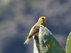 Serinus flavivertex