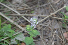 Mentha aquatica