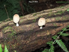 Coprinellus
