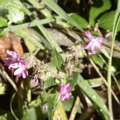 Silene dioica