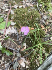 Dianthus