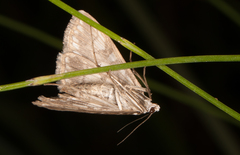 Elophila nymphaeata