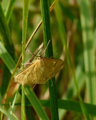 Sitochroa verticalis