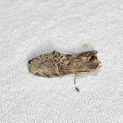 Antithemerastis acrobela