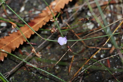 Utricularia lateriflora
