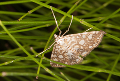 Elophila nymphaeata