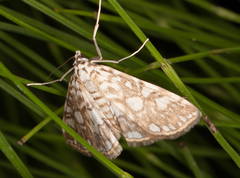 Elophila nymphaeata