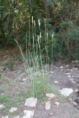 Hordeum bulbosum