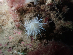 Anemoneae