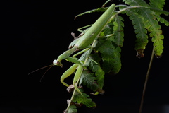 Hierodula patellifera