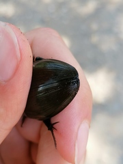 Hydrophilus pistaceus