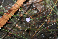 Utricularia lateriflora