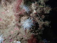 Anemoneae