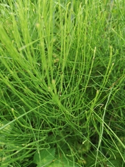 Equisetum arvense