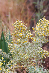 Artemisia thuscula
