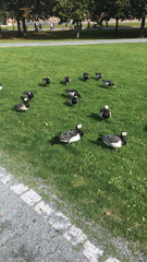 Branta leucopsis