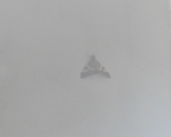 Agrioglypta zelimalis