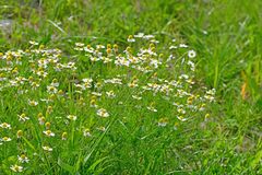 Matricaria chamomilla