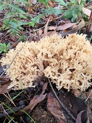 Ramaria