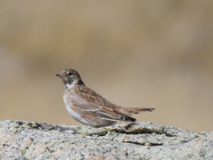 Eremophila alpestris