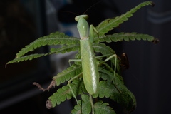 Hierodula patellifera