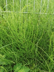 Equisetum arvense
