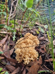 Ramaria
