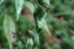 Spiranthes casei novaescotiae