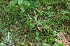 Spiranthes casei novaescotiae