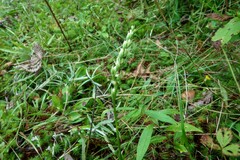 Spiranthes casei novaescotiae