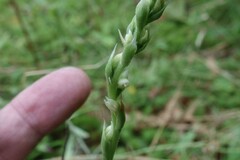 Spiranthes casei novaescotiae