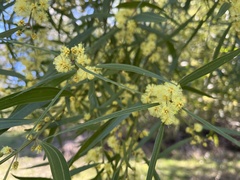 Phyllodineae