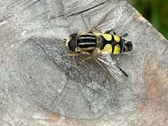 Helophilus trivittatus