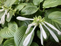 Hosta plantaginea