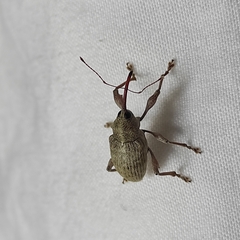 Curculio elephas