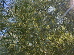 Phyllodineae
