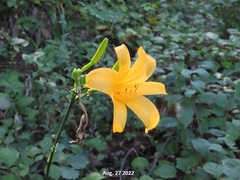 Hemerocallis hakuunensis