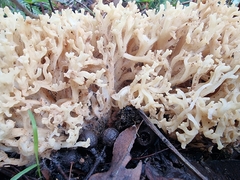 Ramaria