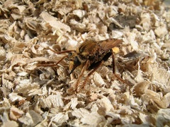 Asilus crabroniformis