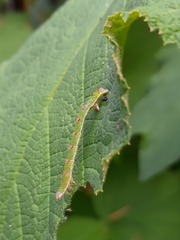 Mesoleuca albicillata