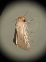 Mythimna ferrago