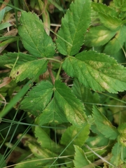 Aegopodium podagraria