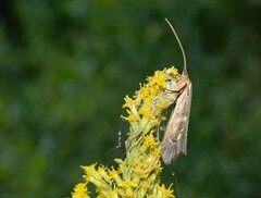 Nemotaulius hostilis