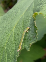 Mesoleuca albicillata